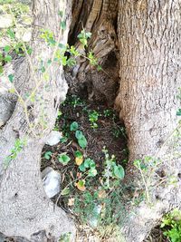 Close-up of ivy growing on tree