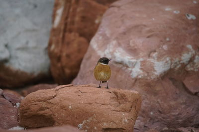 Close-up of bird perching on rock