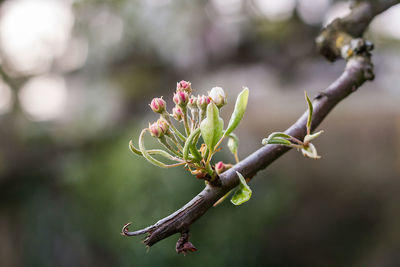 Close-up of plant against blurred background