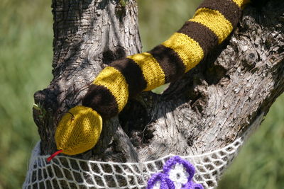 Close-up of lizard on tree trunk