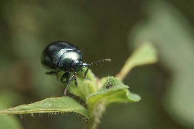 Close-up of insect on leaf