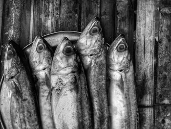 Close-up of fish on wood