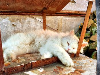 White cat resting on wood