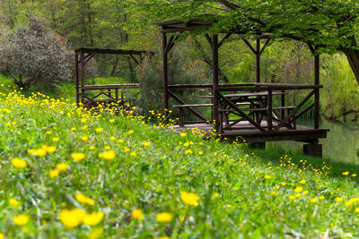 Yellow flowering plants on field