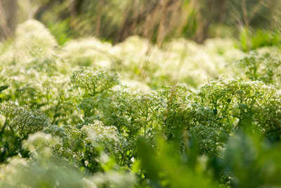 Close-up of plants growing on field