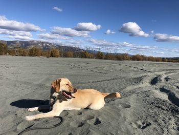 View of a dog on snow covered landscape