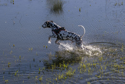 High angle view of dog swimming in lake