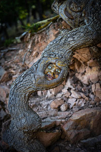 Close-up of lizard on tree trunk