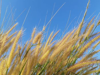 Close-up of stalks against blue sky