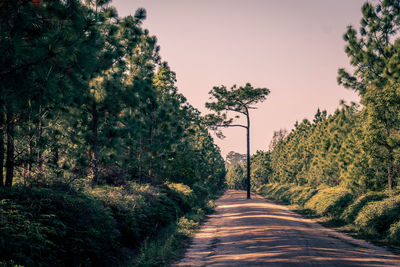 Dirt road along trees and plants against sky