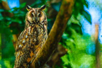 Low angle view of owl perching on tree