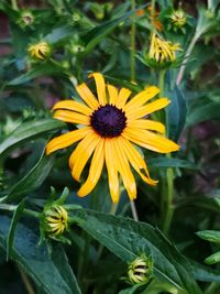 Close-up of yellow flower