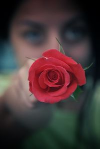 Close-up of pink rose