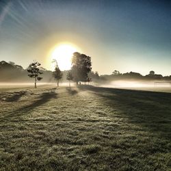 Sun shining through trees