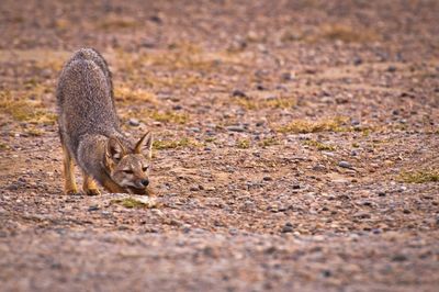 Fox stretching on field