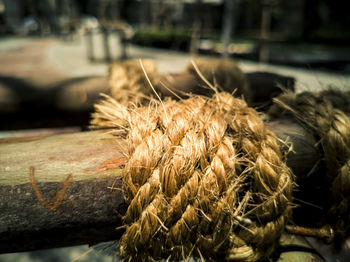 Close-up of dried plant