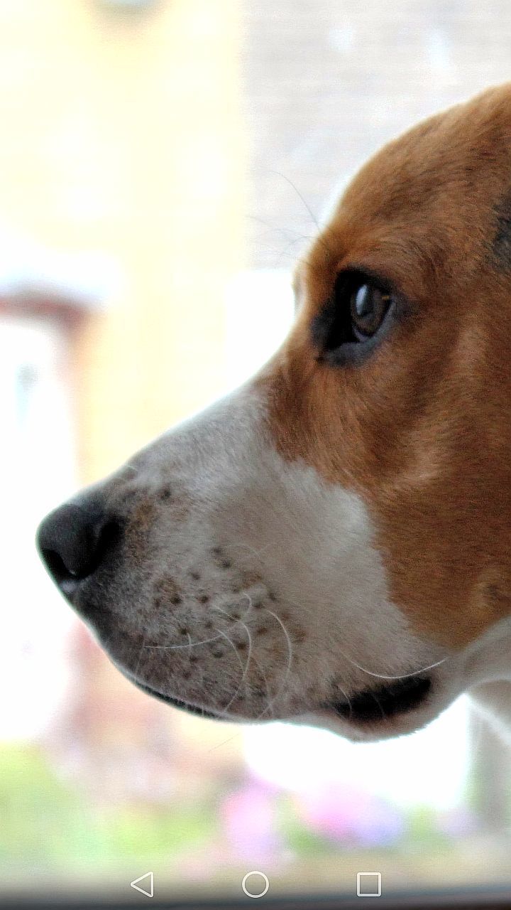 CLOSE-UP OF BROWN DOG