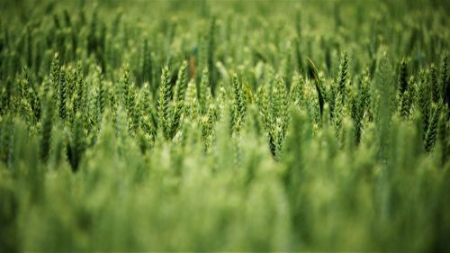 Close-up of crops growing on field