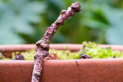 Twig on a flower pot.