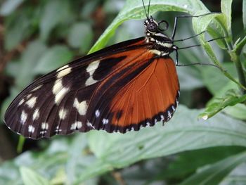 Close-up of butterfly on leaf