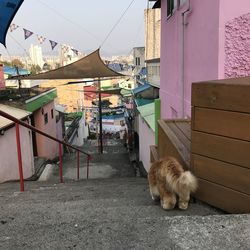 Cat sitting in a building