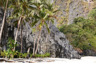 Scenic view of rocks in forest