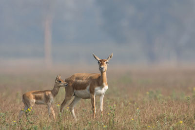 Deer standing on field