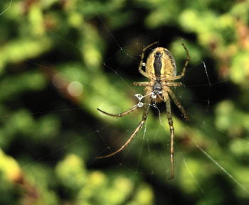 Close-up of spider on web