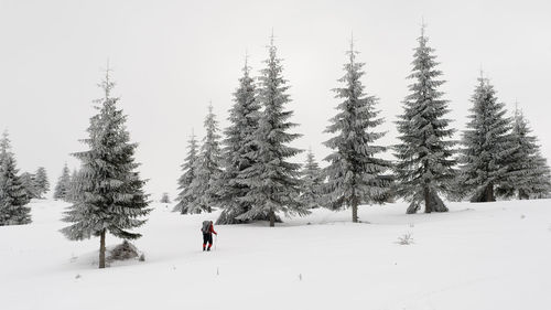 Snow covered pine trees on field during winter