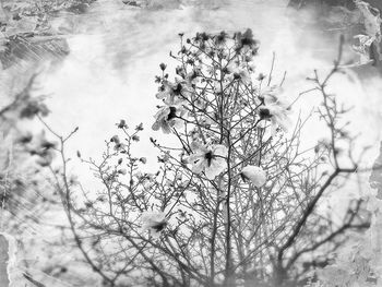 Reflection of trees in water