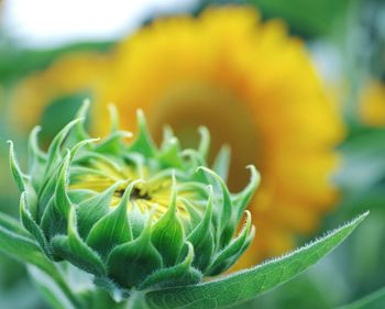 Close-up of flower against blurred background