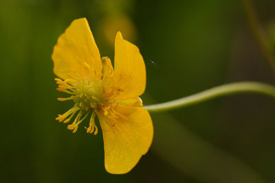 Close-up of yellow flower blooming outdoors