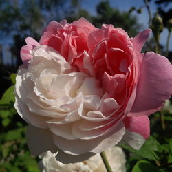 Close-up of rose