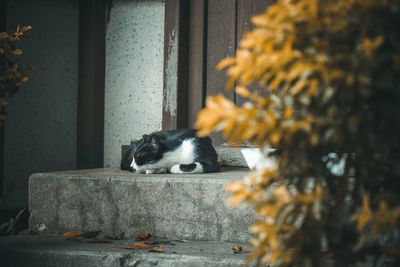 Cat sitting on a tree