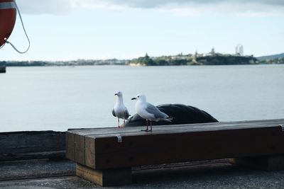 Seagull perching on retaining wall by lake against sky