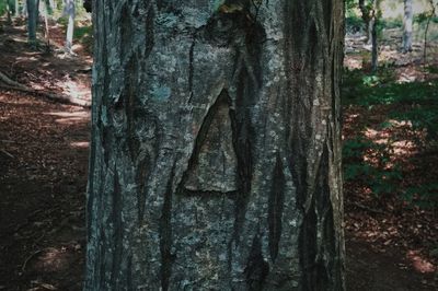 Close-up of tree trunk