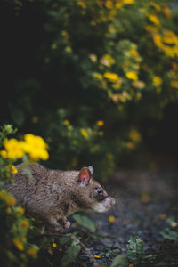 Squirrel on tree