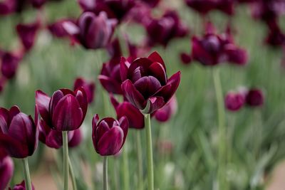 Close-up of pink tulips on field