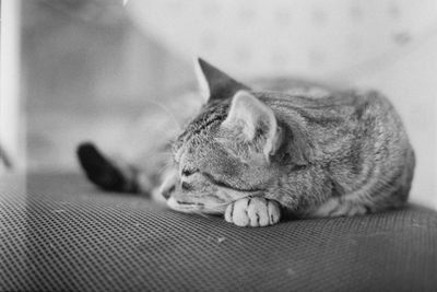 Close-up of cat sleeping