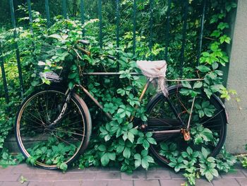 Bicycle parked against plants