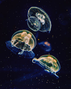 Close-up of jellyfish swimming in sea