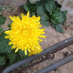 Close-up of yellow flowering plant
