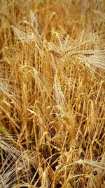 Full frame shot of wheat field