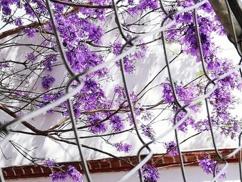 Low angle view of cherry blossom tree