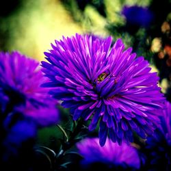 Close-up of purple flowering plant