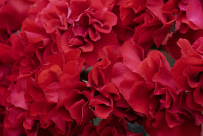 Close-up of red roses