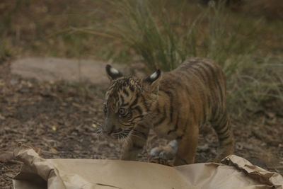 Close-up of tiger cub by paper bag on field