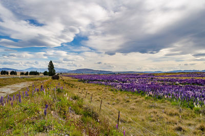 Scenic view of grassy field against cloudy sky