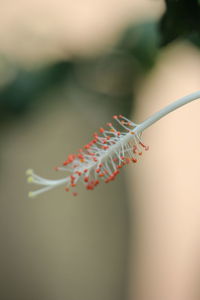 Close-up of butterfly on flower