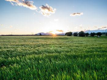 Scenic view of field against sky at sunset